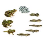 Image Science grenouilles magnétiques - Cycle de vie de la grenouille