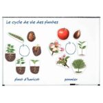 Image Science plantes magnétiques - Cycle de vie d'une plante