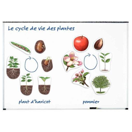 Science plantes magnétiques - Cycle de vie d'une plante