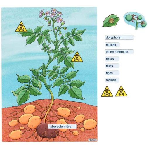 Plant de pomme de terre - magnétique