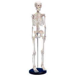 Image Squelette humain -  80 cm