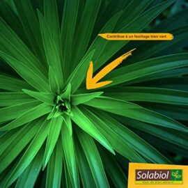 SOLABIOL SOPALMY15 Engrais palmiers et plantes méditerranéennes 1,5 Kg, Utilisable en Agriculture Biologique SOLABIOL SOPALMY15 Engrais palmiers et plantes méditerranéennes 1,5 Kg, Utilisable en Agriculture Biologique 3