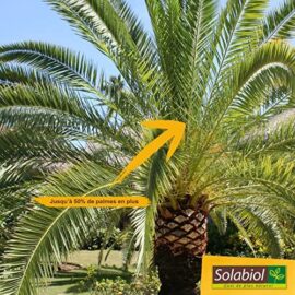 SOLABIOL SOPALMY15 Engrais palmiers et plantes méditerranéennes 1,5 Kg, Utilisable en Agriculture Biologique SOLABIOL SOPALMY15 Engrais palmiers et plantes méditerranéennes 1,5 Kg, Utilisable en Agriculture Biologique 2