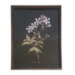 Tableau floral sur fond noir façon herbier 32×44 cm Tableau floral sur fond noir façon herbier 32×44 cm