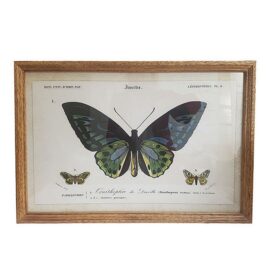 Tableau gravure papillon vert 60×40 cm Tableau gravure papillon vert 60×40 cm